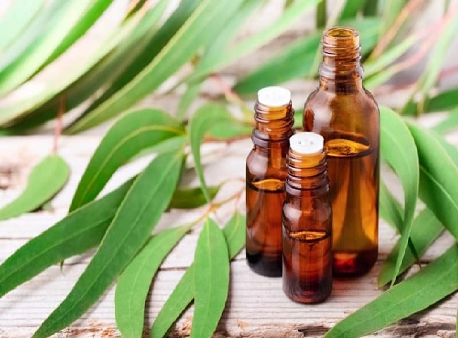 Tinh dầu Khuynh Diệp